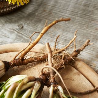 Pitypanggyökér-kivonat