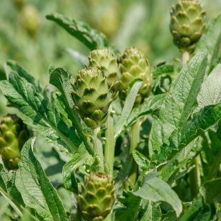 Articsóka-levél kivonat