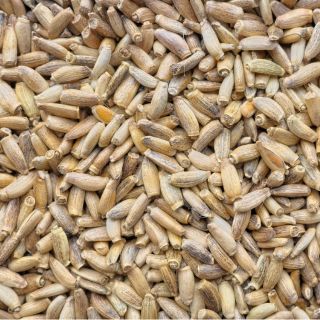 Máriatövismag-kivonat