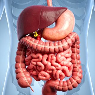 Regenerálja az emésztőrendszer nyálkahártyáját