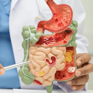 Támogatja az emésztést és a tápanyagok felszívódását